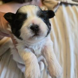 Boy black and white - Black and white male Shih Tzu puppy in Missouri from Farm Animal Mommy Shih tzu's Michalek Dog Breeder