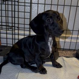 Empress - Black female Dachshund puppy in Los Angeles, California from Dachshunds of the Desert
