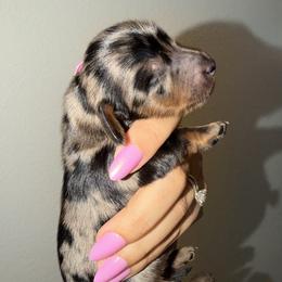 Yoshi - Dapple male Dachshund puppy in Beaumont, California from Seleners Wieners
