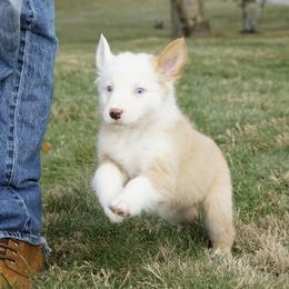 Dinah - Yellow female Australian Shepherd puppy in Holmesville, Ohio from Coffee Run Spring at Miller Farms