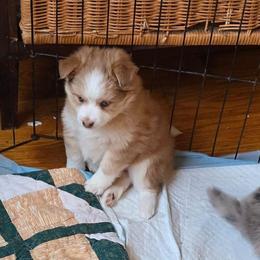 Reba - Merle female Pomsky puppy in Elgin, Oregon from Kenna'z Kuddly Pomskiez