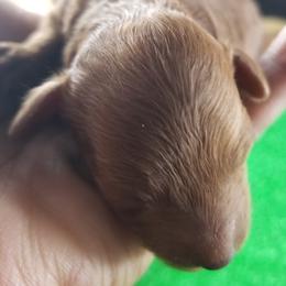 Poodle Puppies from MaryMargaret's Pups