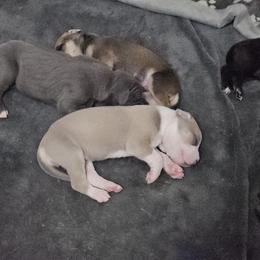 Great Dane Puppies from Phantasm Farms