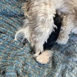 Havanese Puppies from Kim's Puppy Palace