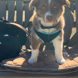 Australian Shepherd Puppies from Far Out Aussies