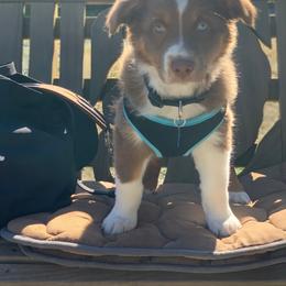 Australian Shepherd Puppies from Far Out Aussies