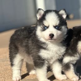 Duke - Black and white male Pomsky puppy in Uintah County, Utah from Bingo's Wolfhounds, Lollipop Pomskies