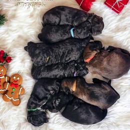 Goldendoodle Puppies from Southern Olive Doodles 🫒