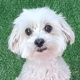 Carrie - Maltese