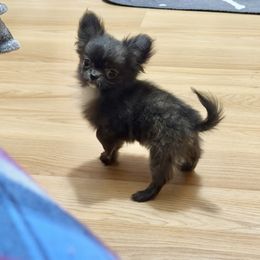 Kathy Brindle TINY Girl - Fawn brindled black female Chihuahua puppy in Williamsburg, Virginia from PAWSitive Cheeky Chihuahuas