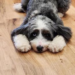 Bernedoodle Puppies from NLB Mini Bernedoodles