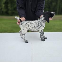 German Shorthaired Pointer Puppies from Lauren Walton