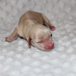 Caroline - Cream female Dachshund puppy in Paris, Texas from Kuttin’ Up Mini Aussies