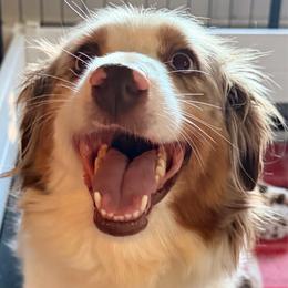 Jackie - Miniature American Shepherd