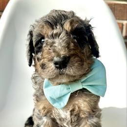 Crew - Blue merle male Bernedoodle puppy in Pulaski, Tennessee from Doodle My Heart