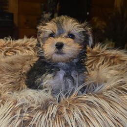Tripp - Black and tan male Yorkipoo puppy in Lebanon, Kentucky from Mosaic Merle Doodles