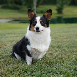 Oakley - Pembroke Welsh Corgi