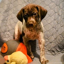 German Shorthaired Pointer Puppies from Jenny Ridge Kennels