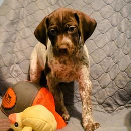 German Shorthaired Pointer Puppies from Jenny Ridge Kennels