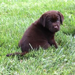Cove - Chocolate female Labrador Retriever puppy in Camden, Indiana from Camden's Caring Canines