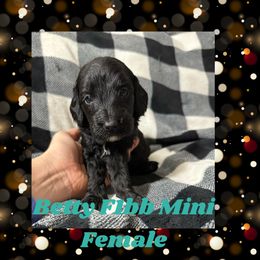 Betty - Black Goldendoodle puppy in Missouri from B&C Goldendoodles