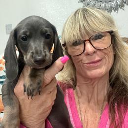 Jerry - Blue and tan male Dachshund puppy in Brooksville, Florida from Ween Acres