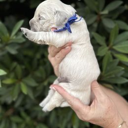 Golden Retriever Puppies from Sanctuary Ranch Goldens