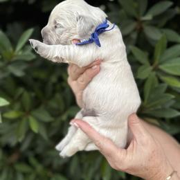 Golden Retriever Puppies from Sanctuary Ranch Goldens