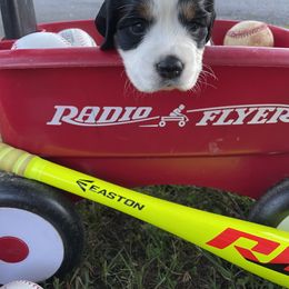 English Springer Spaniel Puppies from Cedar Ridge Kennels
