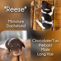Reese - Piebald male Dachshund puppy in London, Kentucky from Steele Half Acre Homestead
