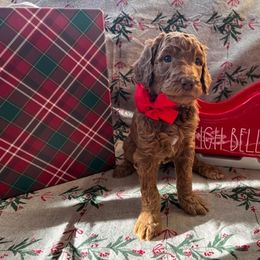 Poodle Puppies from CAStandardPoodles