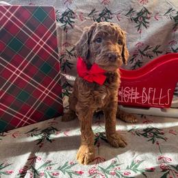 Poodle Puppies from CAStandardPoodles