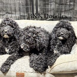 Jingle - Black and white Bernedoodle puppy in Benton, Arkansas from B&K Doodles, LLC