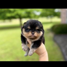 Pomeranian Puppies from Lacey Lawrence