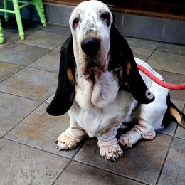 Stella - Basset Hound