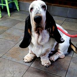 Stella - Basset Hound