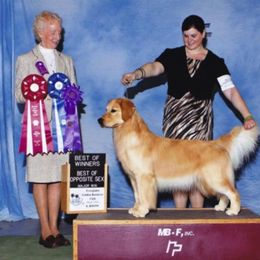 Golden Retriever All Grown Up from Suthern Gold Golden Retrievers