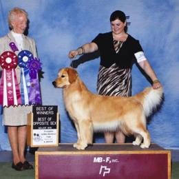 Golden Retriever All Grown Up from Suthern Gold Golden Retrievers