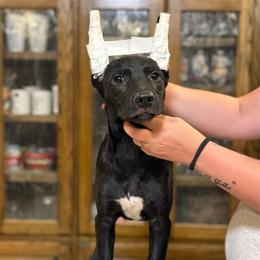 Bunny x Swagger 5 - Black and white female Xoloitzcuintli puppy in Hico, Texas from Amayla Kennels