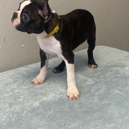 Opal - Black brindle and white female Boston Terrier puppy in Cookville, Texas from Linde Bostons/Tomlin Boxers