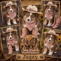 Jazzy - Red tri-color female Australian Shepherd puppy in Magee, Mississippi from Paint ByNumbers Ranch
