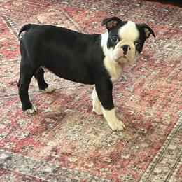 Russell - Seal and white male Boston Terrier puppy in Jacksonville, Florida from Trail’s End Boston Terriers
