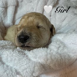 White Girl - Cream female Poodle puppy in Breckenridge, Texas from Cates Standard Poodles