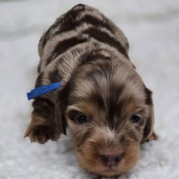 Niles - Chocolate and tan male Dachshund puppy in Oklahoma City, Oklahoma from OkieDoxieland Dachshunds