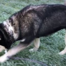 Sky - Siberian Husky