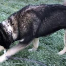 Sky - Siberian Husky