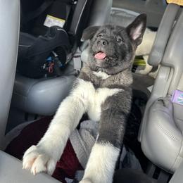 Akita Puppies from Gloe Akita's