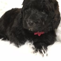 Poodle Puppies from Timber Hills Poodles and Doodles