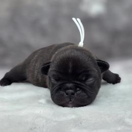 White boy - Brindle male French Bulldog puppy in Polk City, Florida from Best Friend Frenchies, LLC
