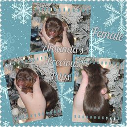 Chocolate Female - Chocolate and tan female Yorkshire Terrier puppy in Wartburg, Tennessee from Amanda's Precious Pups
